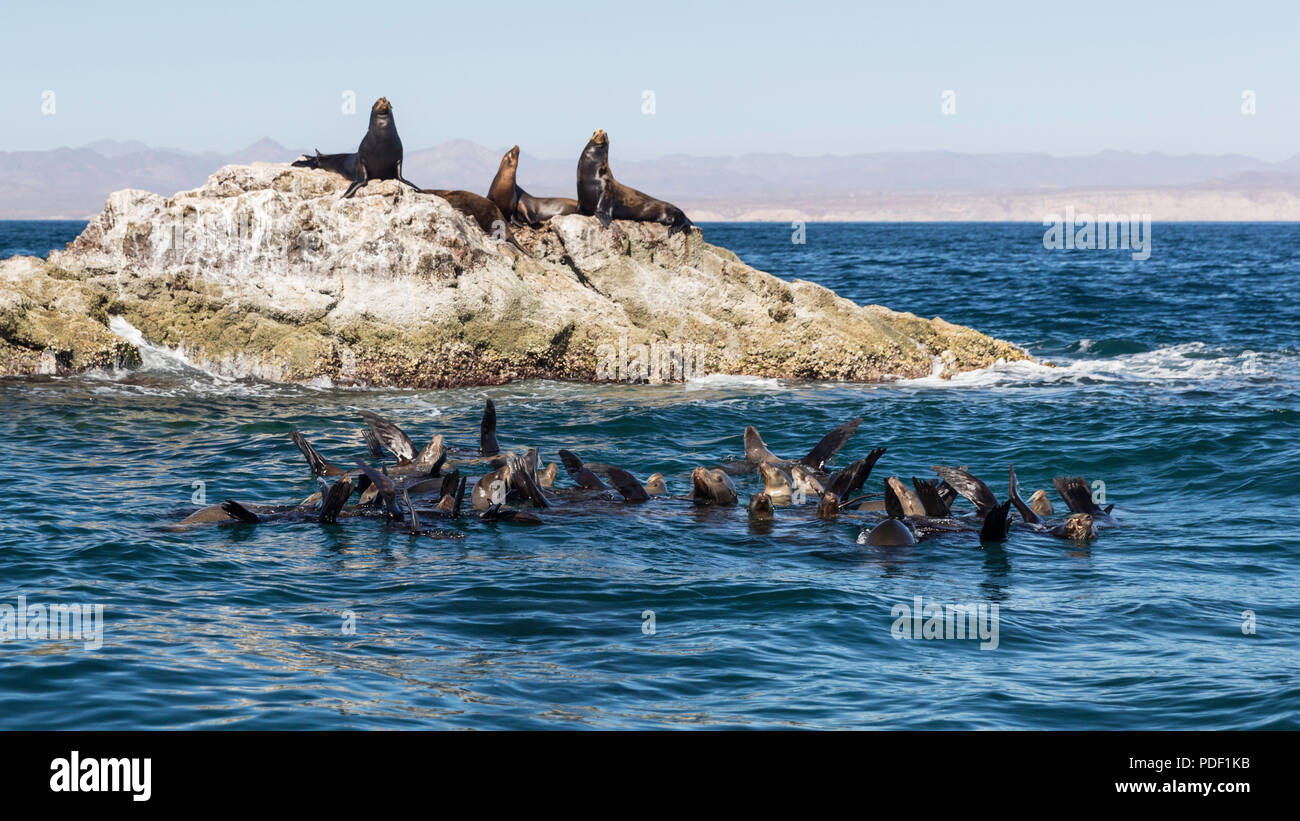 Les lions de mer de Californie, Zalophus californianus, thermorégulation, Isla San Marcos, Baja California Sur, au Mexique. Banque D'Images