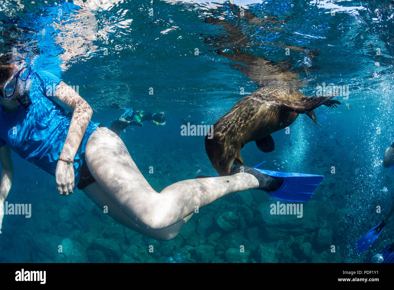 Le lion de mer de Californie ludique, Zalophus californianus, sous l'eau avec snorkeler au couple sitting in Beach Chairs, BCS, Mexico. Banque D'Images