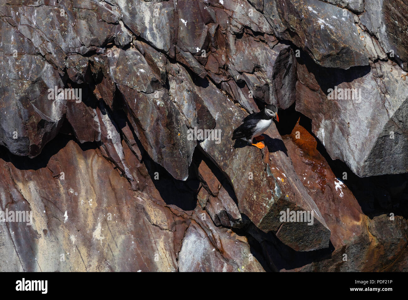 Macareux moine sur la barre rocheuse, Elliston, Terre-Neuve Banque D'Images