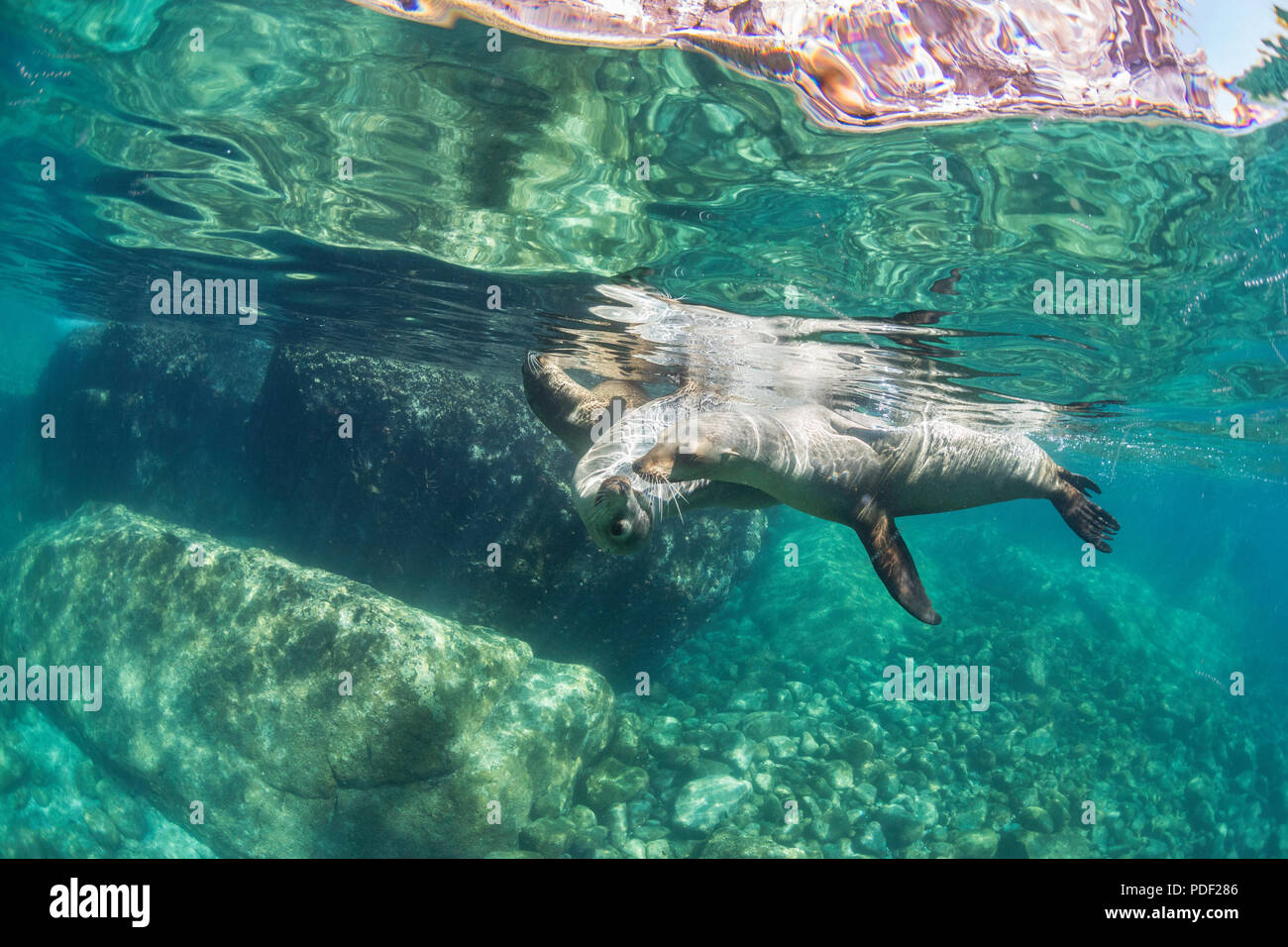 Les lions de mer de Californie, Zalophus californianus, Fonds sous-marins à couple sitting in Beach Chairs, Baja California Sur, au Mexique. Banque D'Images