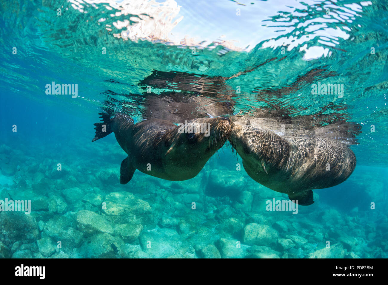 Les lions de mer de Californie, Zalophus californianus, Fonds sous-marins à couple sitting in Beach Chairs, Baja California Sur, au Mexique. Banque D'Images