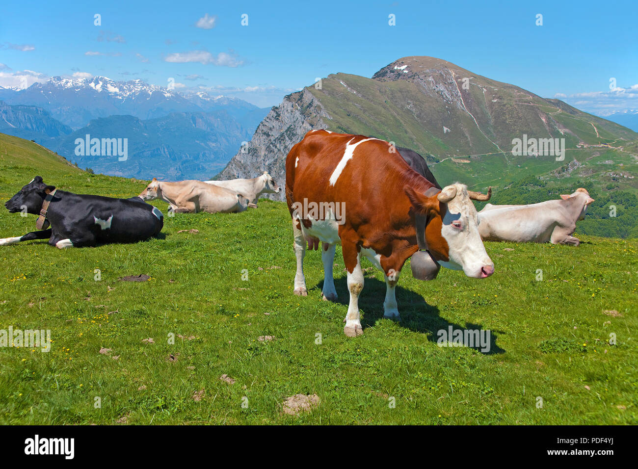 Vaches laitières sur sommet du Monte Baldo massif, Malcesine, province de Vérone, Lac de Garde, Lombardie, Italie Banque D'Images