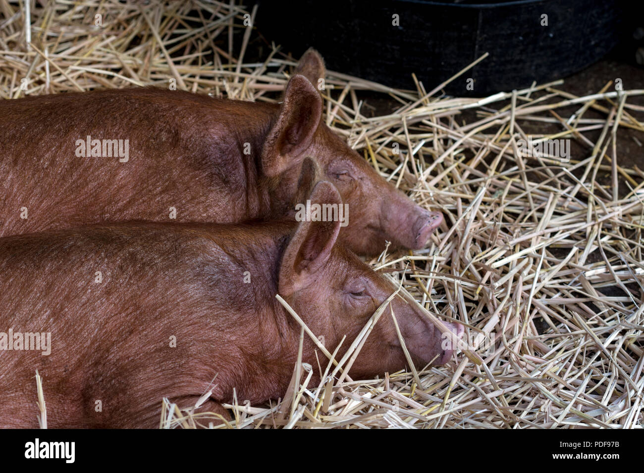 Les porcs Tamworth dormir, Old Rectory Farm, Sheldon Country Park, Birmingham, UK Banque D'Images