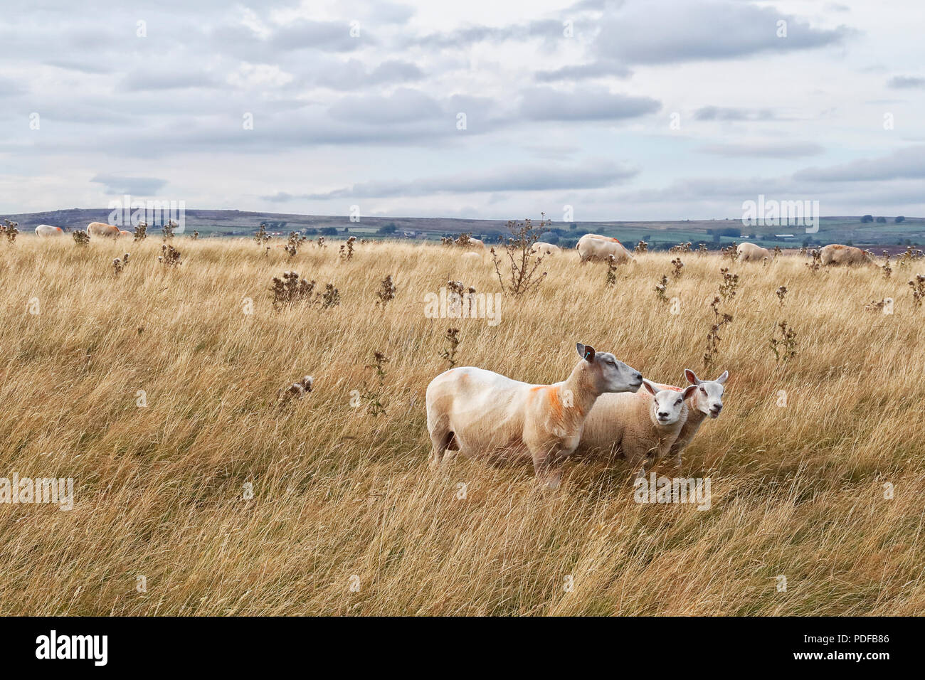 Des moutons paissant dans le champ d'herbe sèche dans la région de North Yorkshire Nidderdale Banque D'Images