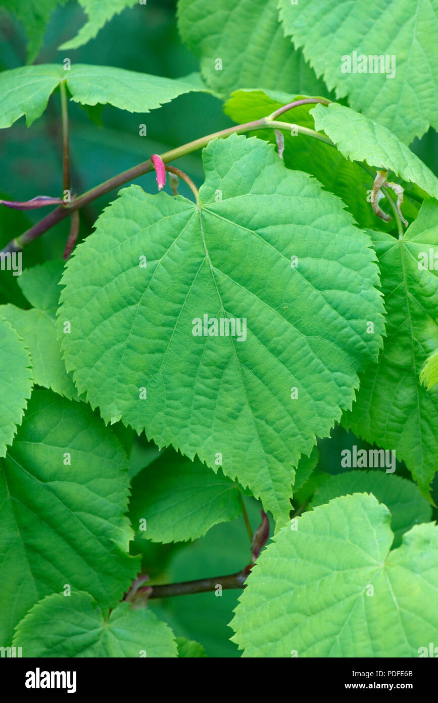 Tilleul à petites feuilles, Tilia cordata, les jeunes feuilles au printemps, Berkshire, Mai Banque D'Images