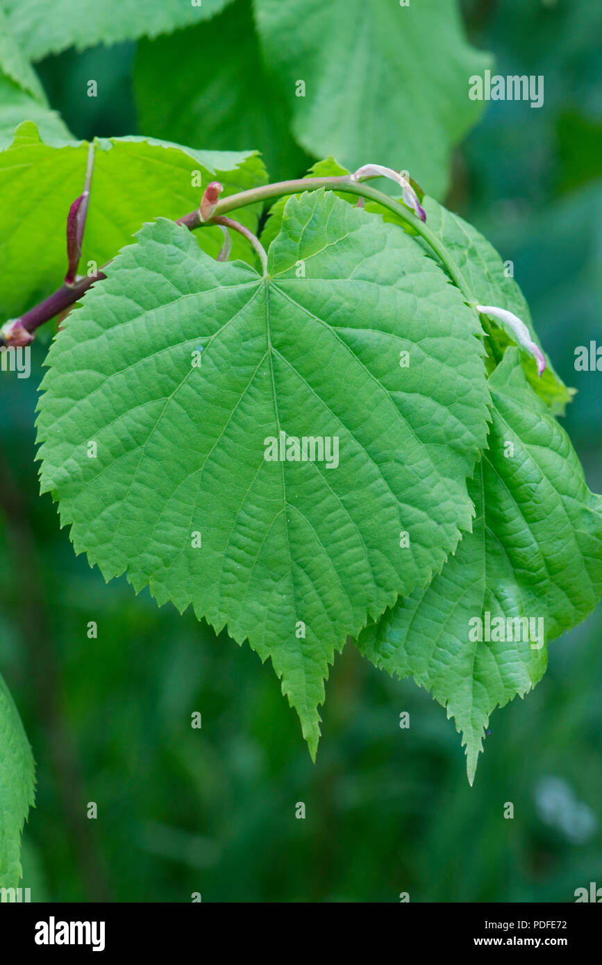 Tilleul à petites feuilles, Tilia cordata, les jeunes feuilles au printemps, Berkshire, Mai Banque D'Images