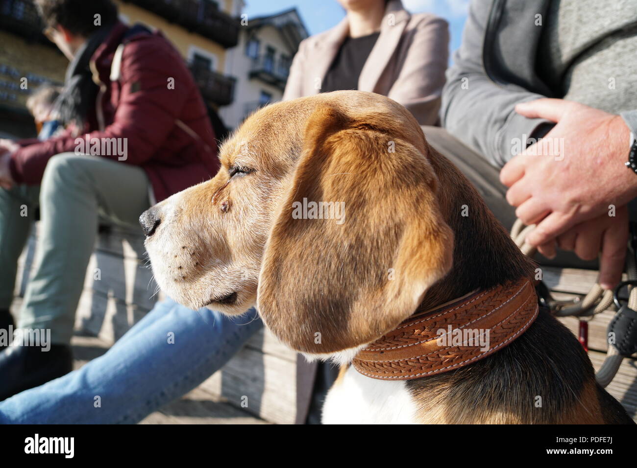 Chien sur un lac Banque D'Images