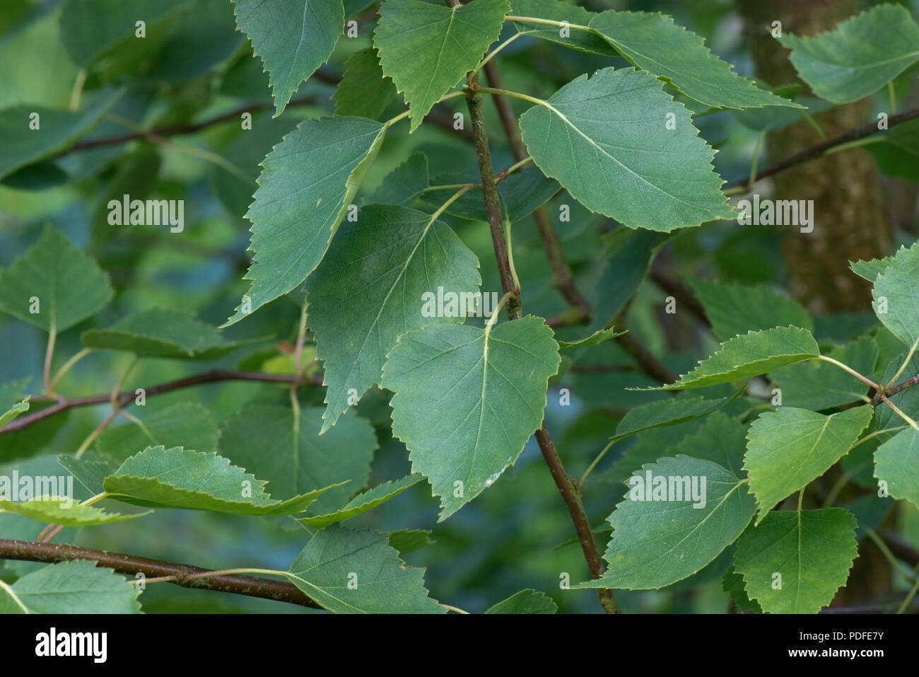Les jeunes feuilles de bouleau argenté, Betula pendula, au printemps, dans le Berkshire, Mai Banque D'Images