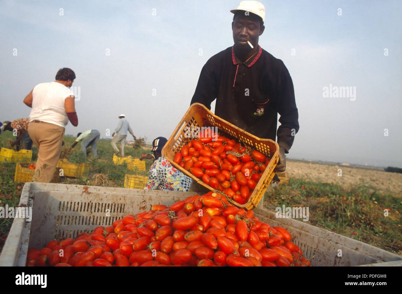 Cerignola (Foggia, Pouilles, Italie du Sud), des immigrants africains travaillant dans les champs de tomates Banque D'Images