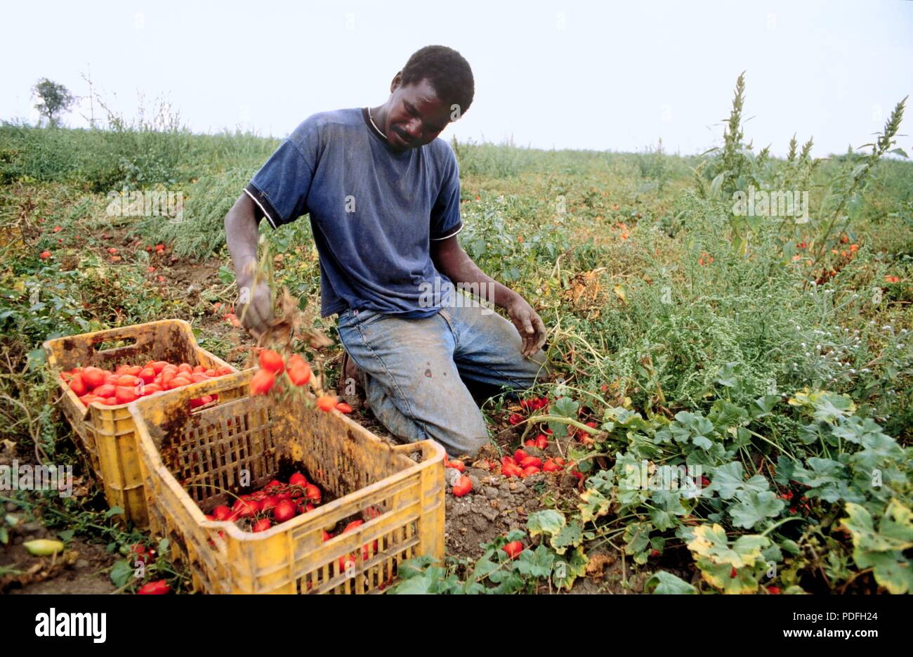 Cerignola (Foggia, Pouilles, Italie du Sud), des immigrants africains travaillant dans les champs de tomates Banque D'Images