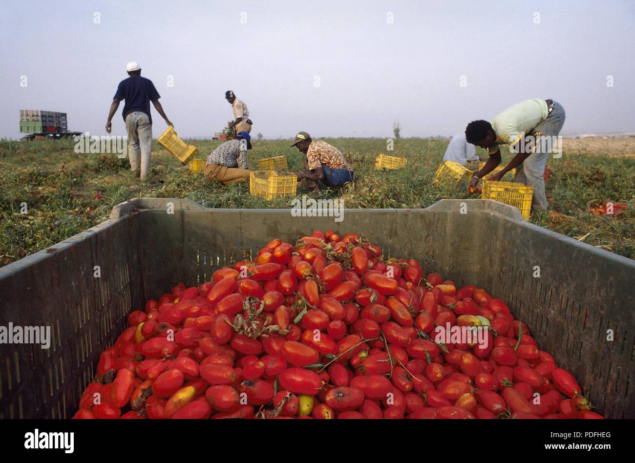 Cerignola (Foggia, Pouilles, Italie du Sud), des immigrants africains travaillant dans les champs de tomates Banque D'Images