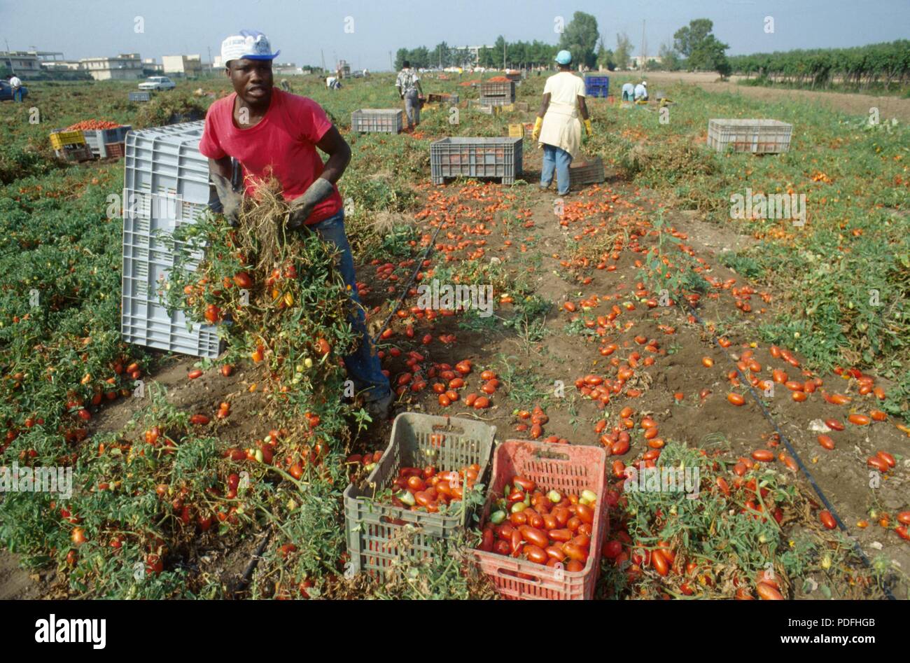 Cerignola (Foggia, Pouilles, Italie du Sud), des immigrants africains travaillant dans les champs de tomates Banque D'Images