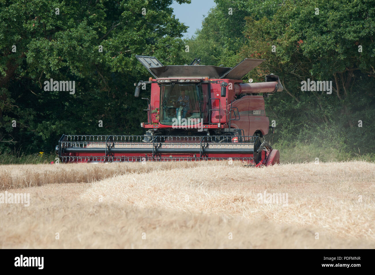 Une coupe de moissonneuse-batteuse dans un champ d'orge de printemps à Hayling Island, Hampshire, Royaume-Uni Banque D'Images