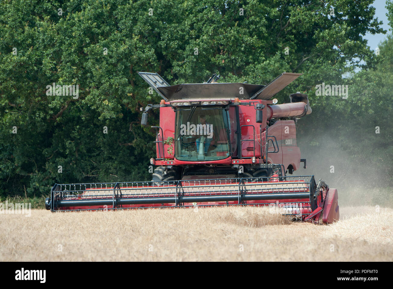 Une coupe de moissonneuse-batteuse dans un champ d'orge de printemps à Hayling Island, Hampshire, Royaume-Uni Banque D'Images
