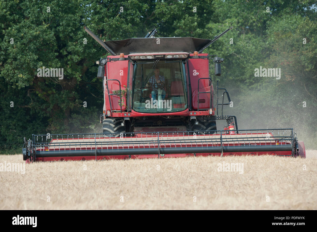 Une coupe de moissonneuse-batteuse dans un champ d'orge de printemps à Hayling Island, Hampshire, Royaume-Uni Banque D'Images
