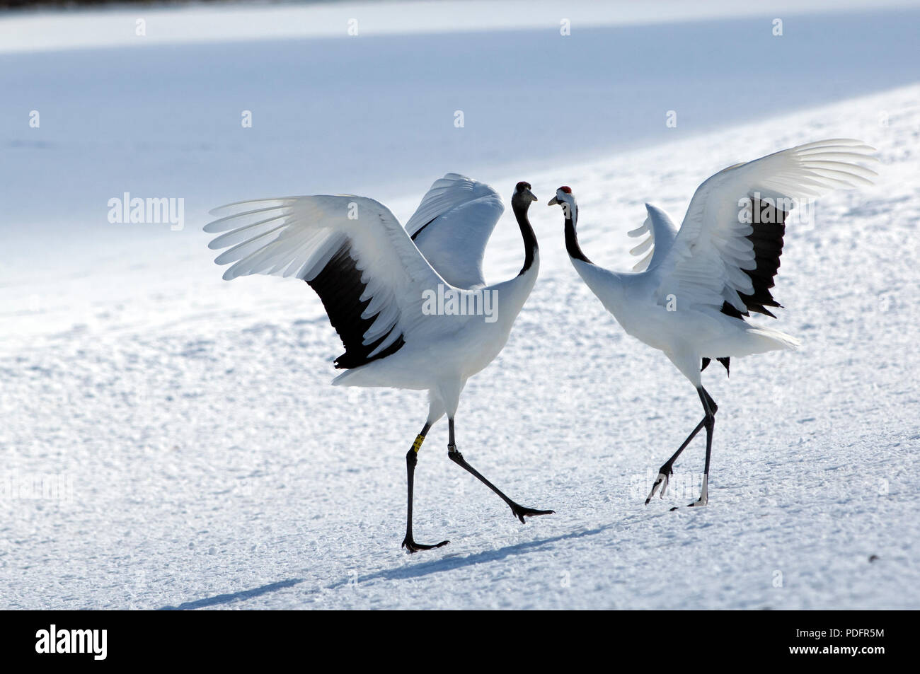 La grue, grue à couronne rouge (Grus japonensis) couple dancing, Japon Banque D'Images
