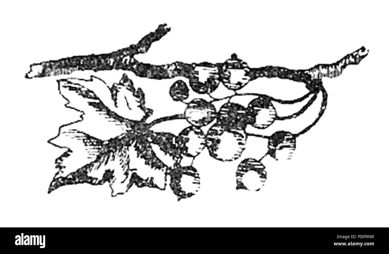 183 Konfitury kompoty, j'inne konserwy page owocowe0029a Banque D'Images