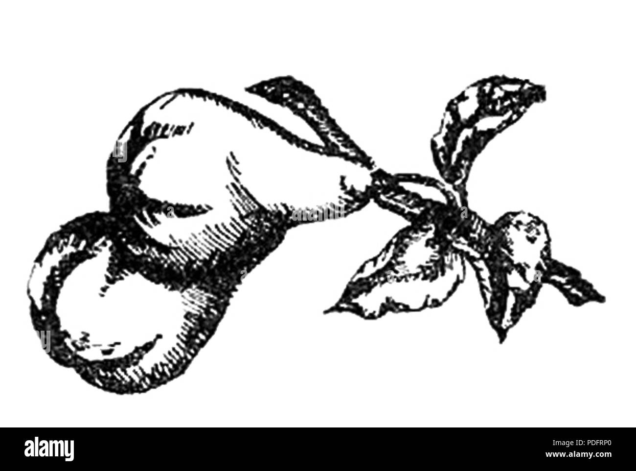 183 Konfitury kompoty, j'inne konserwy page owocowe0032b Banque D'Images