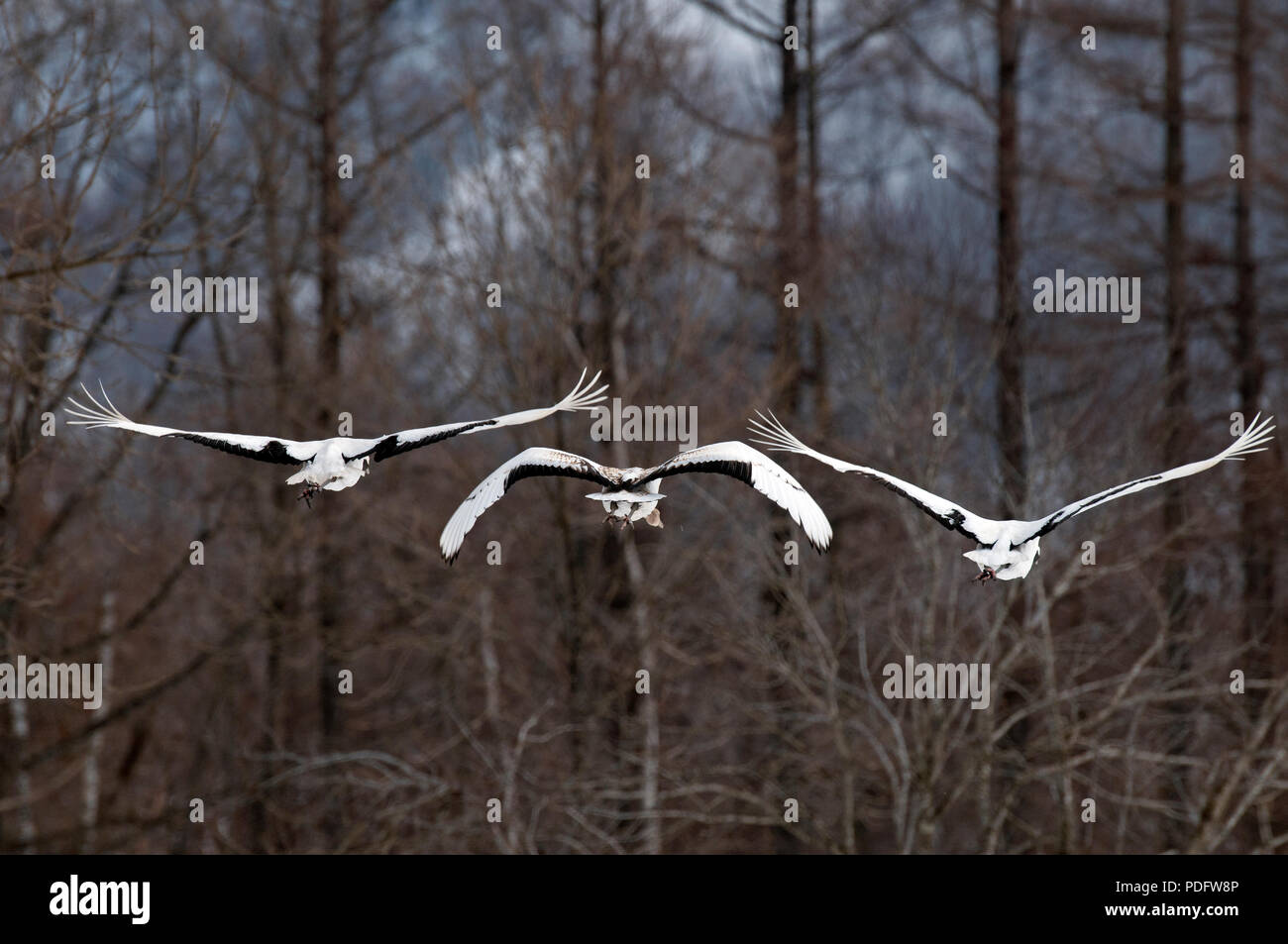 24 Grues Couronnées Rouges Miniatures - Échelle G 1:25 - Figurines En Résine Blanche Non Peintes