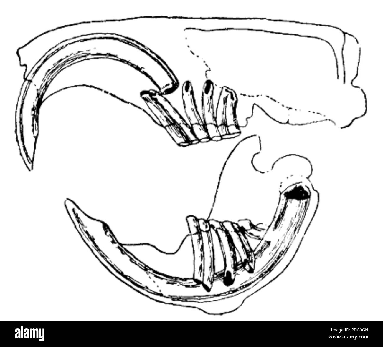 143 Gnagarnas tandsystem, Nordisk familjebok Banque D'Images