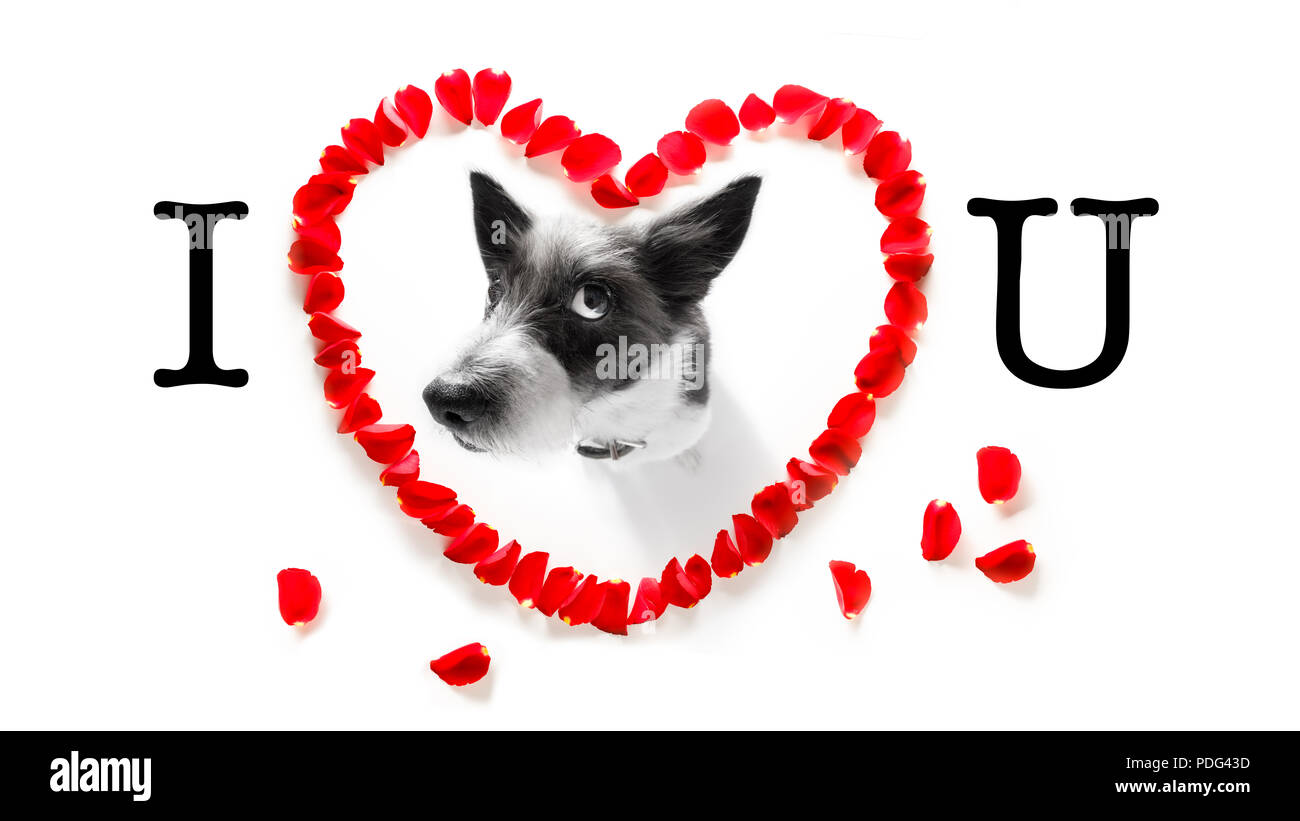 Dans l'amour de chien caniche happy Valentines Day de pétales de rose et de fleur , à grand angle jusqu'à Banque D'Images