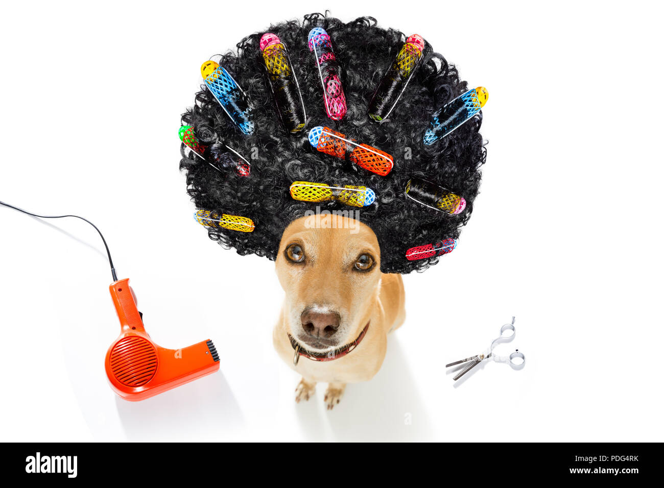 Triste chien en colère avec une très mauvaise coupe de cheveux bouclés, avec des rouleaux jusqu'à la , à vous , isolé sur fond blanc Banque D'Images