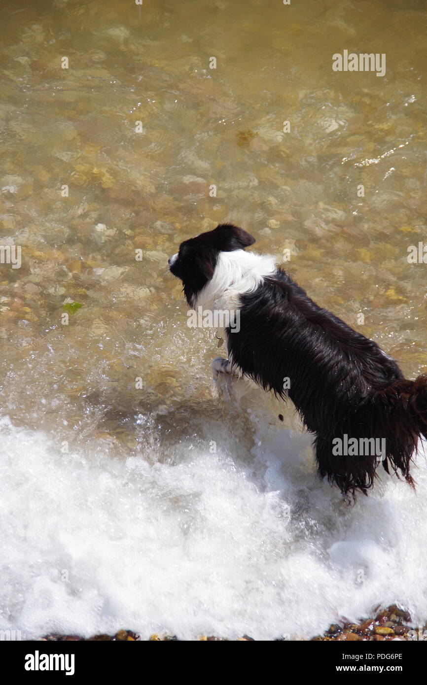 Le chien de berger Border Collie de vous rafraîchir dans la mer sur un été, Sidmouth, l'est du Devon, Royaume-Uni. Août, 2018. Banque D'Images