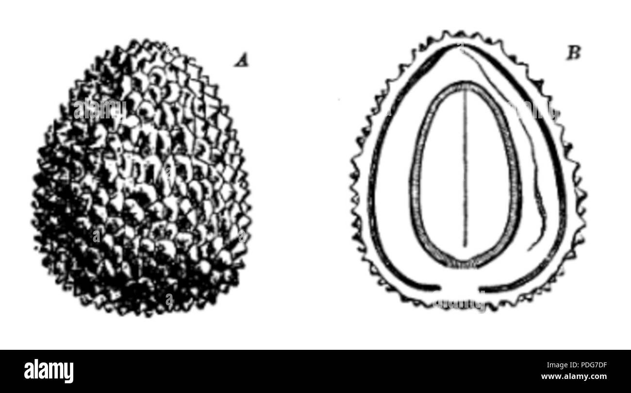 209 Litchi chinensis NF Banque D'Images