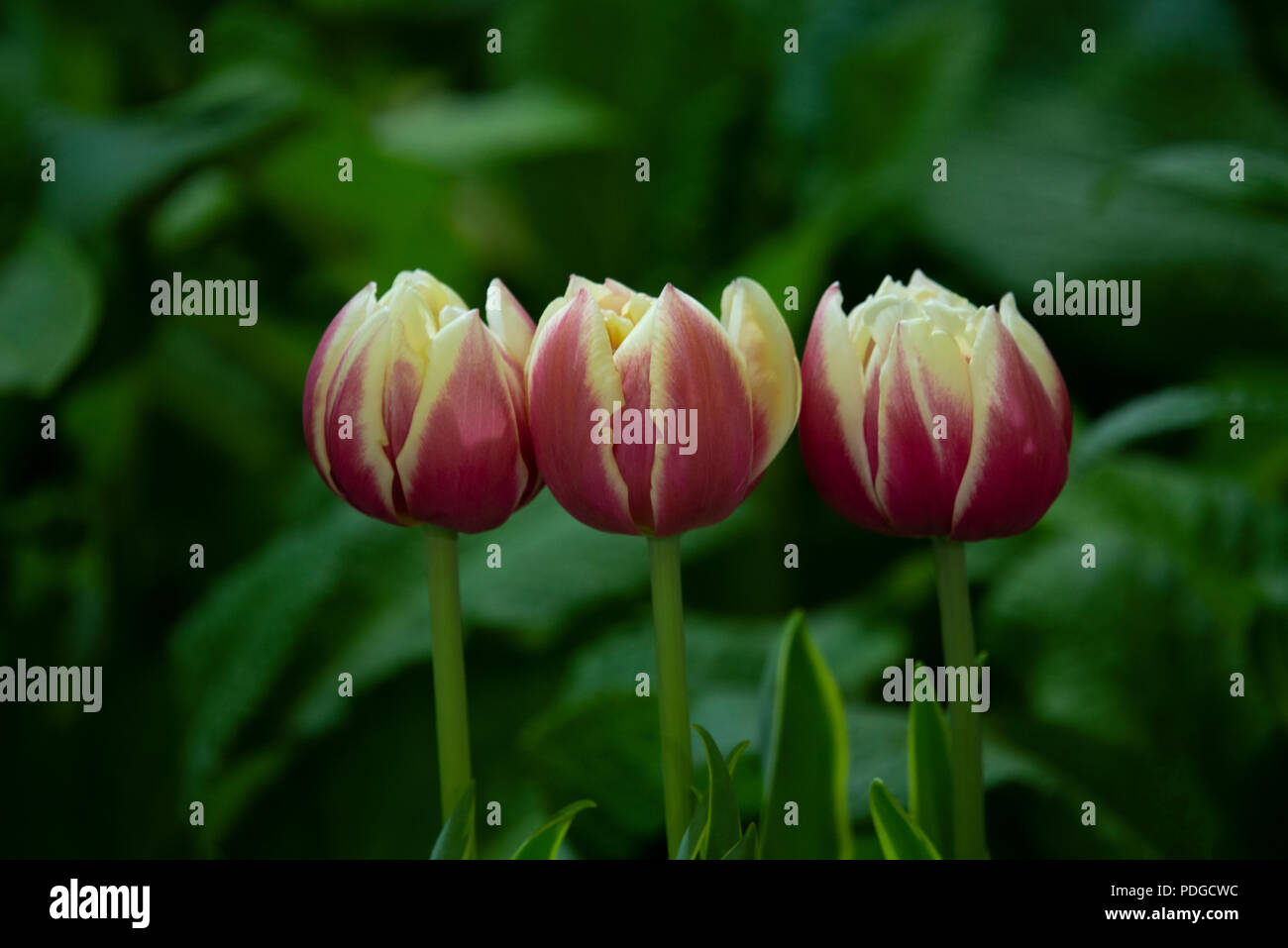 Belles tulipes fleur dans le jardin Banque D'Images