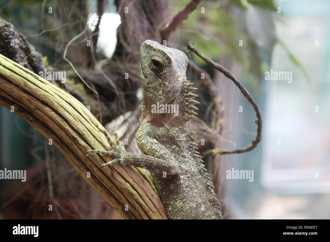 REPTILES Banque D'Images