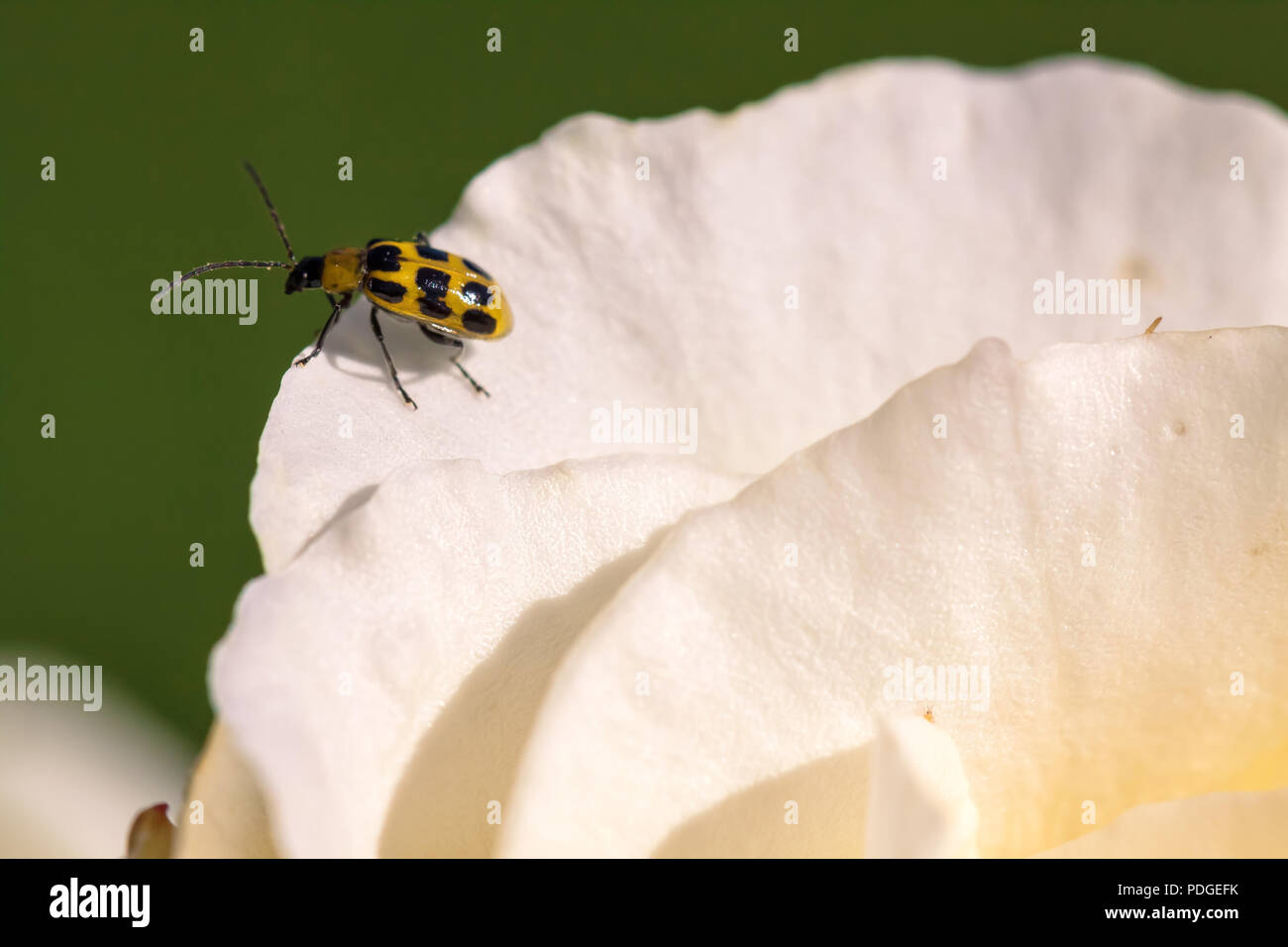 Repéré du concombre (Diabrotica undecimpunctata) sur un pétale de rose Banque D'Images