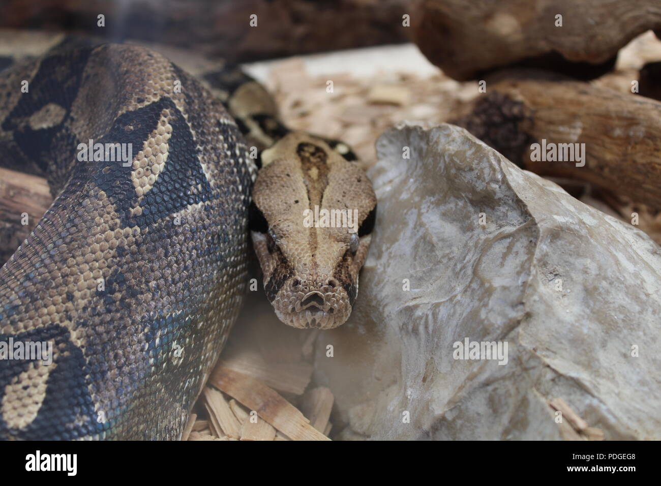 REPTILES Banque D'Images
