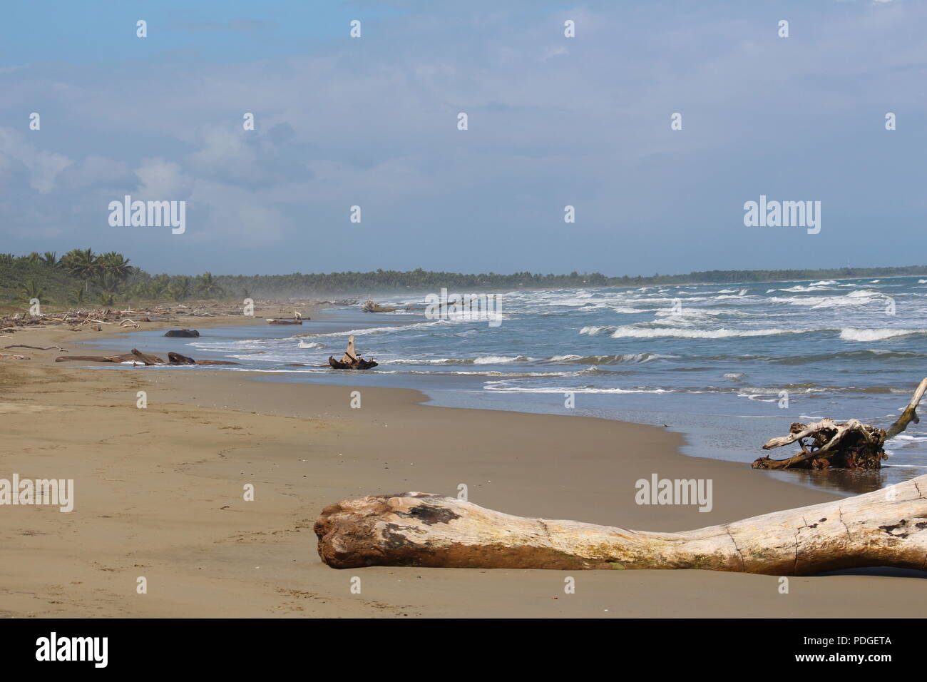 République dominicaine côte déserte avec driftwood Banque D'Images