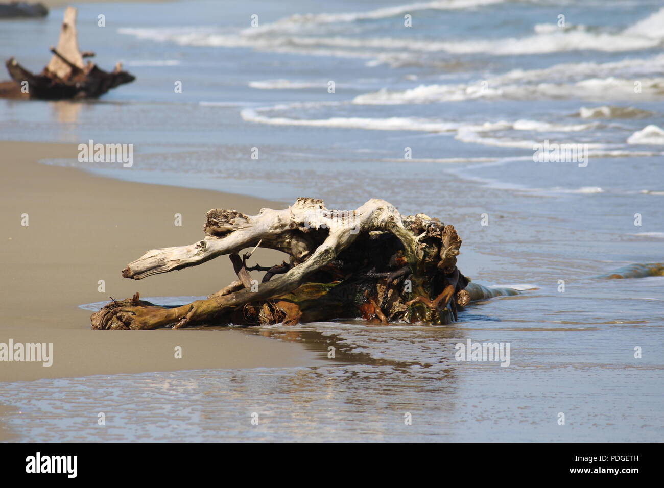 Bois flottant dans le sable sur une plage déserte République Dominicaine Banque D'Images