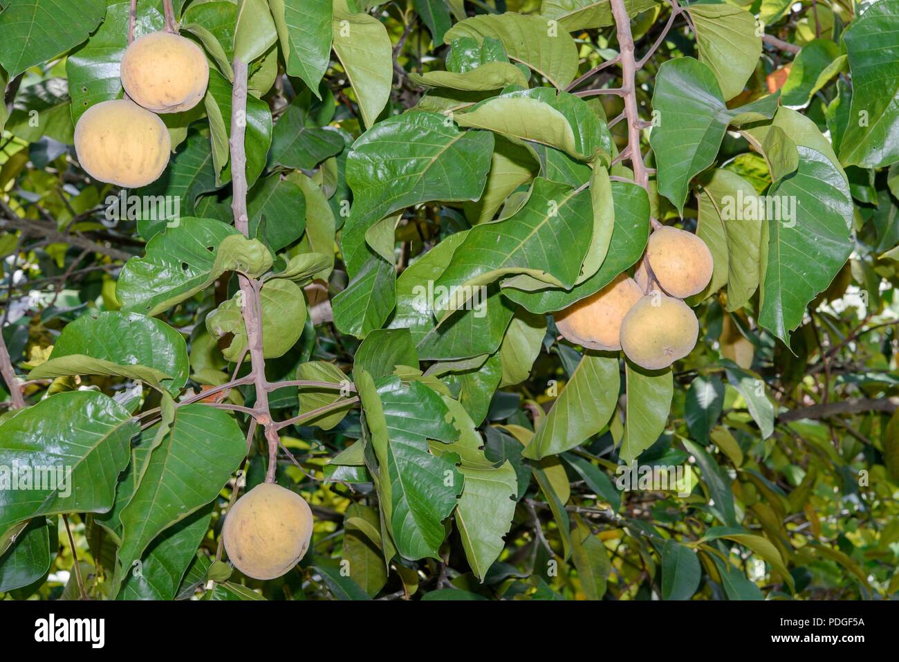 Santol fruit avec des feuilles vertes Banque D'Images