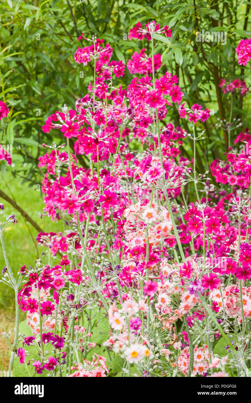 Primula pulverulenta floraison dans un jardin anglais en juin Banque D'Images