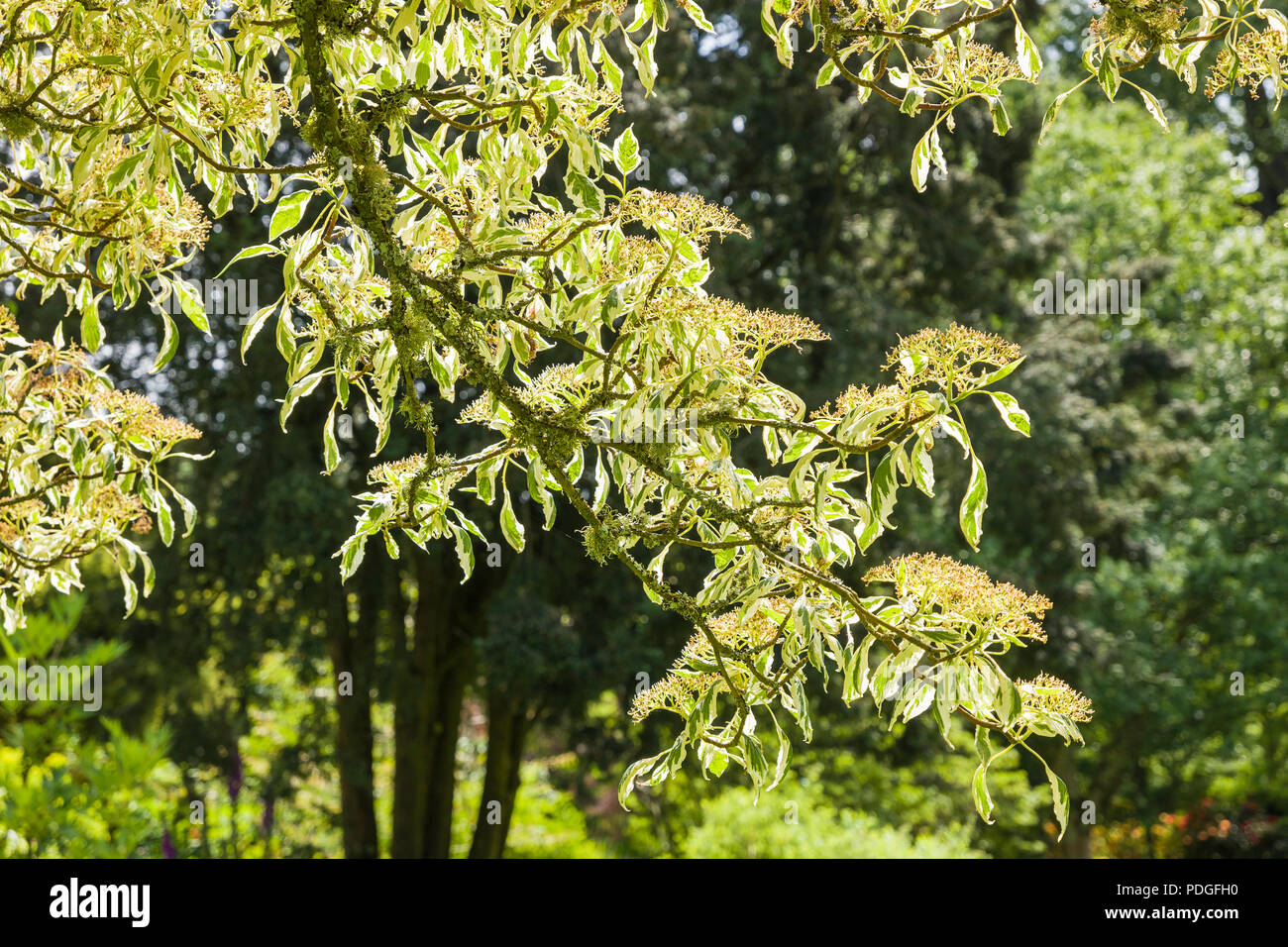 Une vue étroite de feuillage et fleurs à Cornus controversa Variegata dans un jardin anglais en juin Banque D'Images