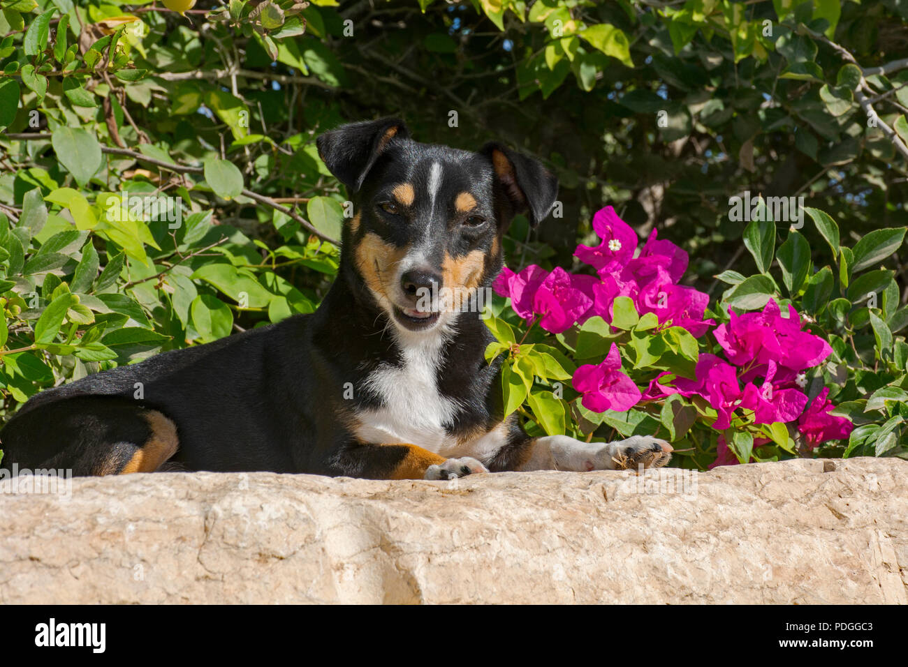 Sourire adorable vieux chien doxie plots posés sur un rocher en face d'un bougainvillier magenta bush Banque D'Images