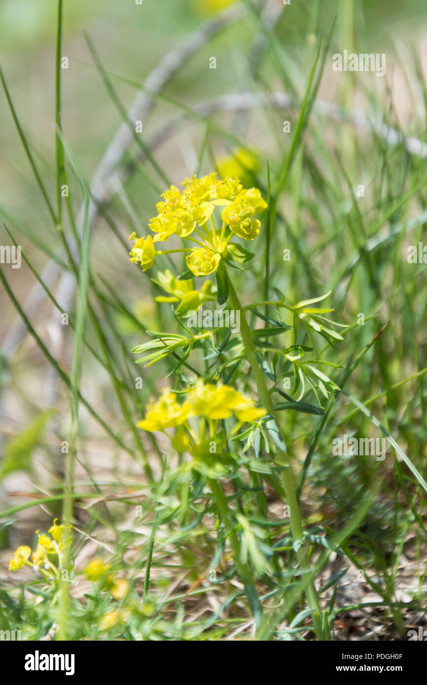 Gelbe Blümchen Am Wegesrand
