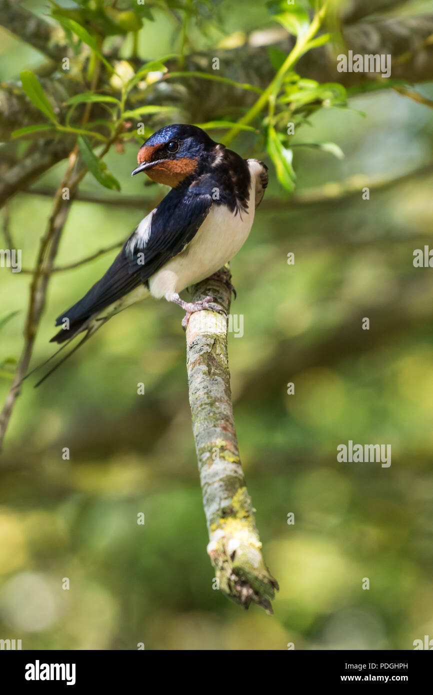 Swallow (Hirundo rustica) on tree branch à quizically. Blue/bleuâtre pâle et rouge avec le dessous de la gorge. Banque D'Images Swallow (Hirundo rustica) on tree branch à quizically. Blue/bleuâtre pâle et rouge avec le dessous de la gorge. Banque D'Images