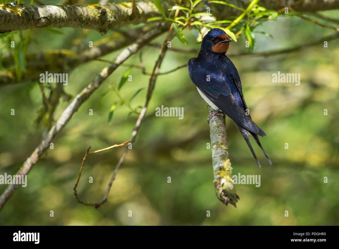 Swallow (Hirundo rustica) on tree branch avec queue de banderoles et évident. Blue/bleuâtre pâle et rouge avec le dessous de la gorge. Banque D'Images Swallow (Hirundo rustica) on tree branch avec queue de banderoles et évident. Blue/bleuâtre pâle et rouge avec le dessous de la gorge. Banque D'Images