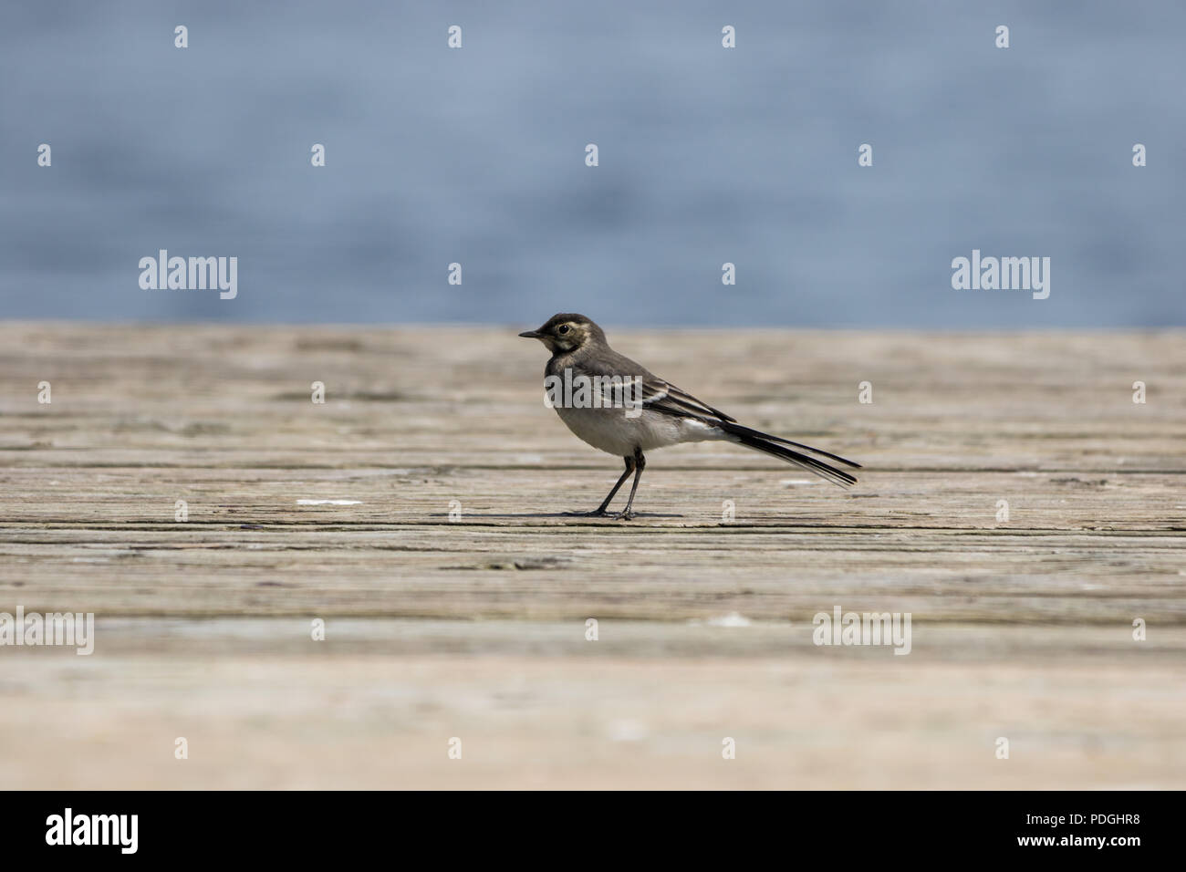 La Bergeronnette Pie oiseau sur une jetée en bois Banque D'Images