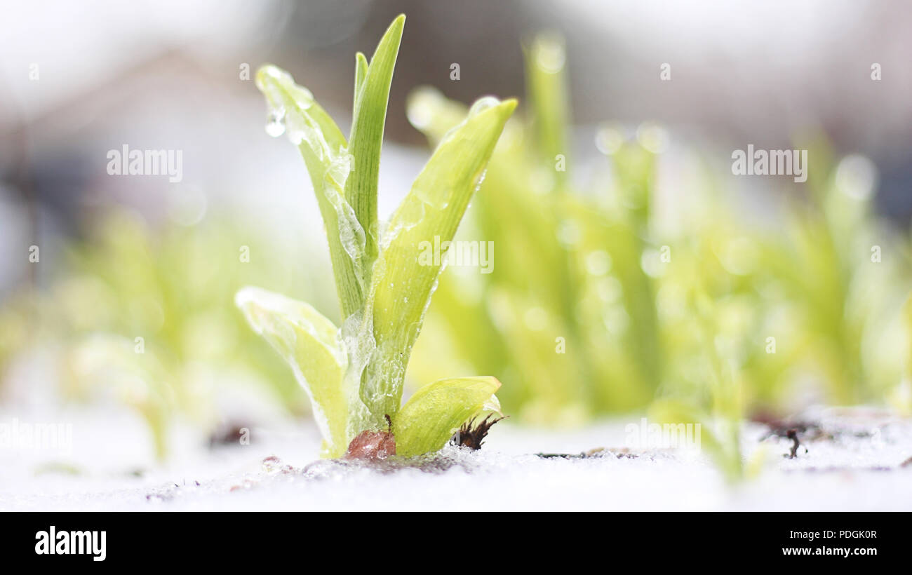 Une usine en herbe encastré dans la glace sur un jour de printemps Banque D'Images