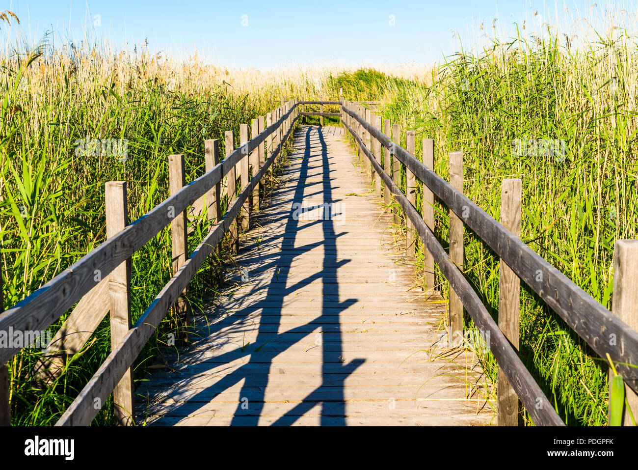 Sentier de bois par reed. Lac Takern Emplacement en Suède. Banque D'Images