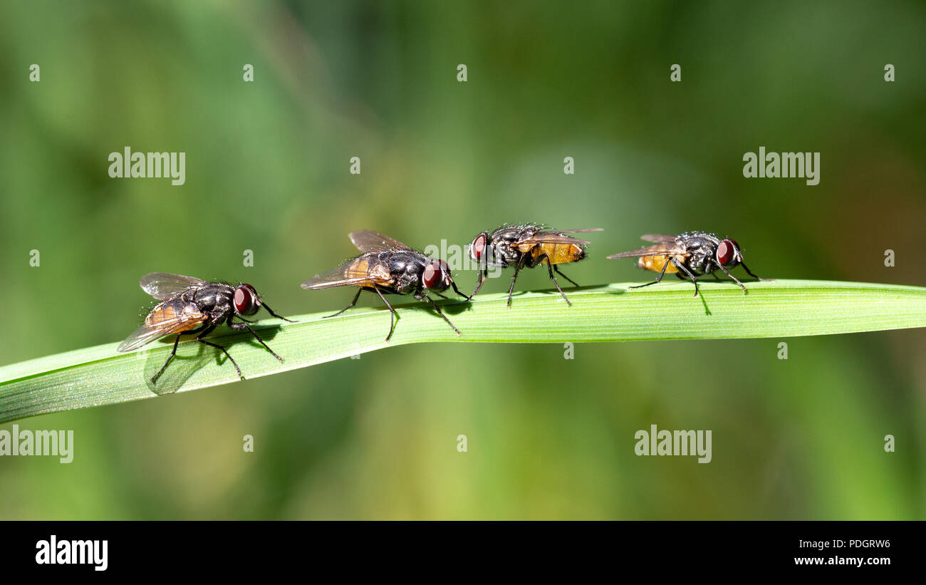 Maison commune Vole - Diptera - soleil côte à côte sur une feuille. Banque D'Images