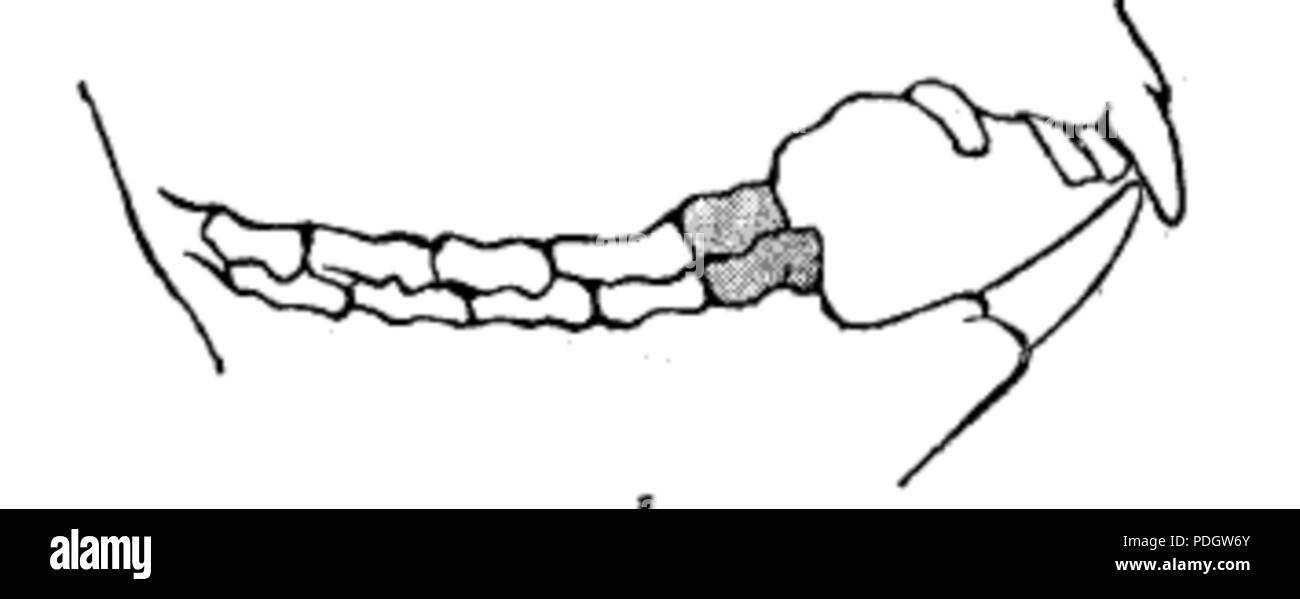 215 Machoires de koala avec dents Banque D'Images