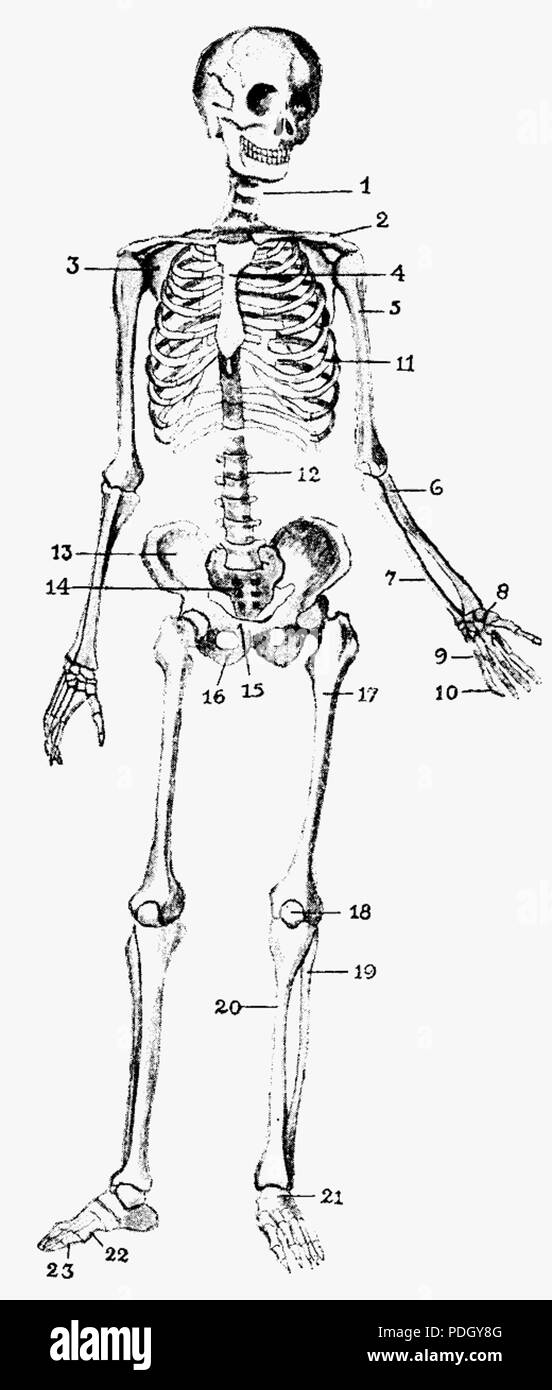 232, Nordisk familjebok Människans feststellung Banque D'Images
