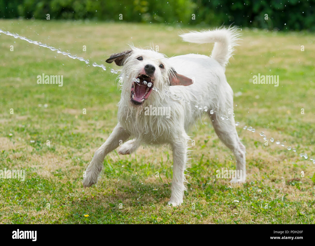 Jack Russell Terrier dog joue et les captures d'un jet d'eau d'un tuyau de jardin et des boissons l'eau douce sur une chaude journée d'été Banque D'Images