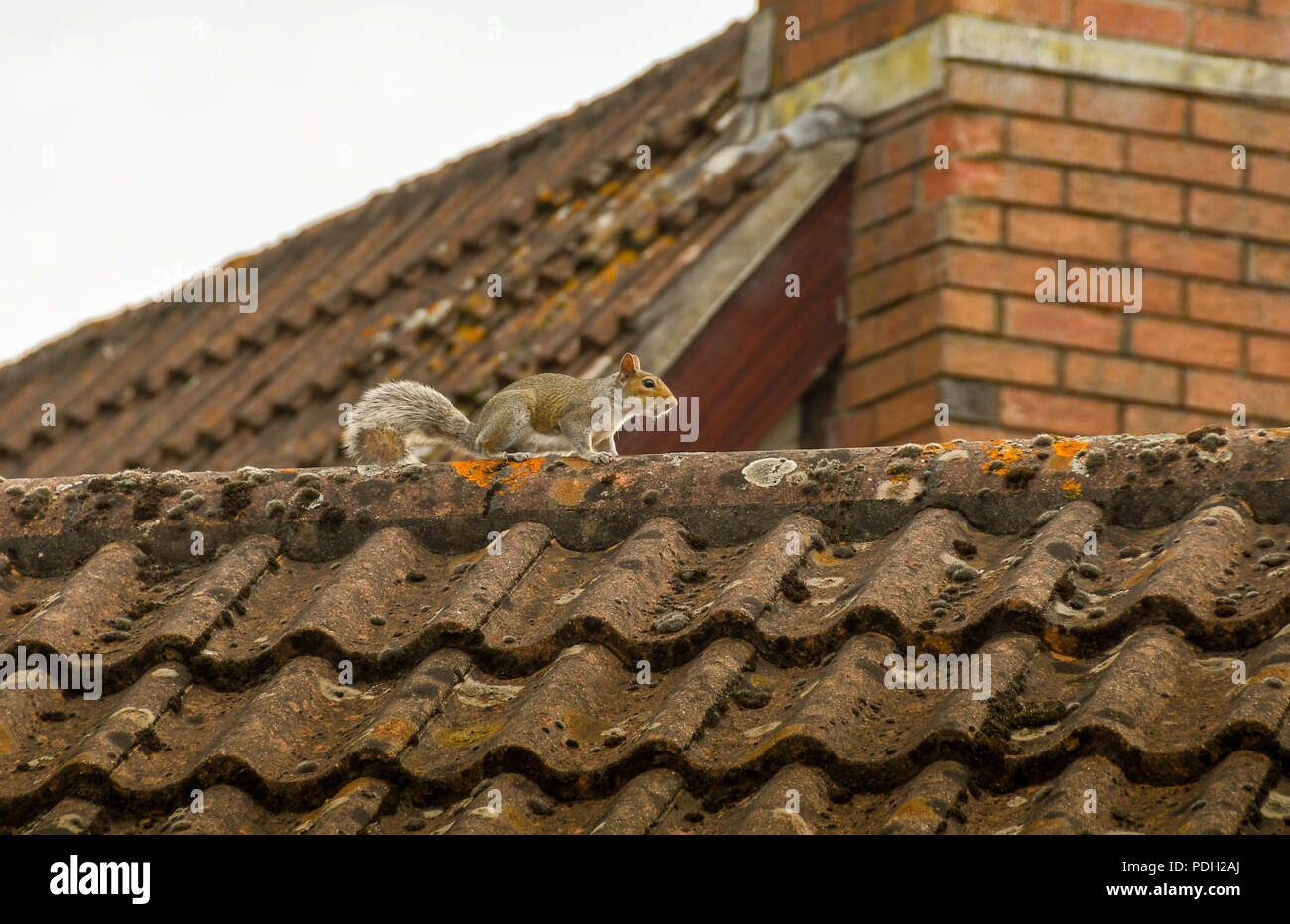 L'écureuil gris sur l'apex de la toiture de tuiles d'une maison Banque D'Images