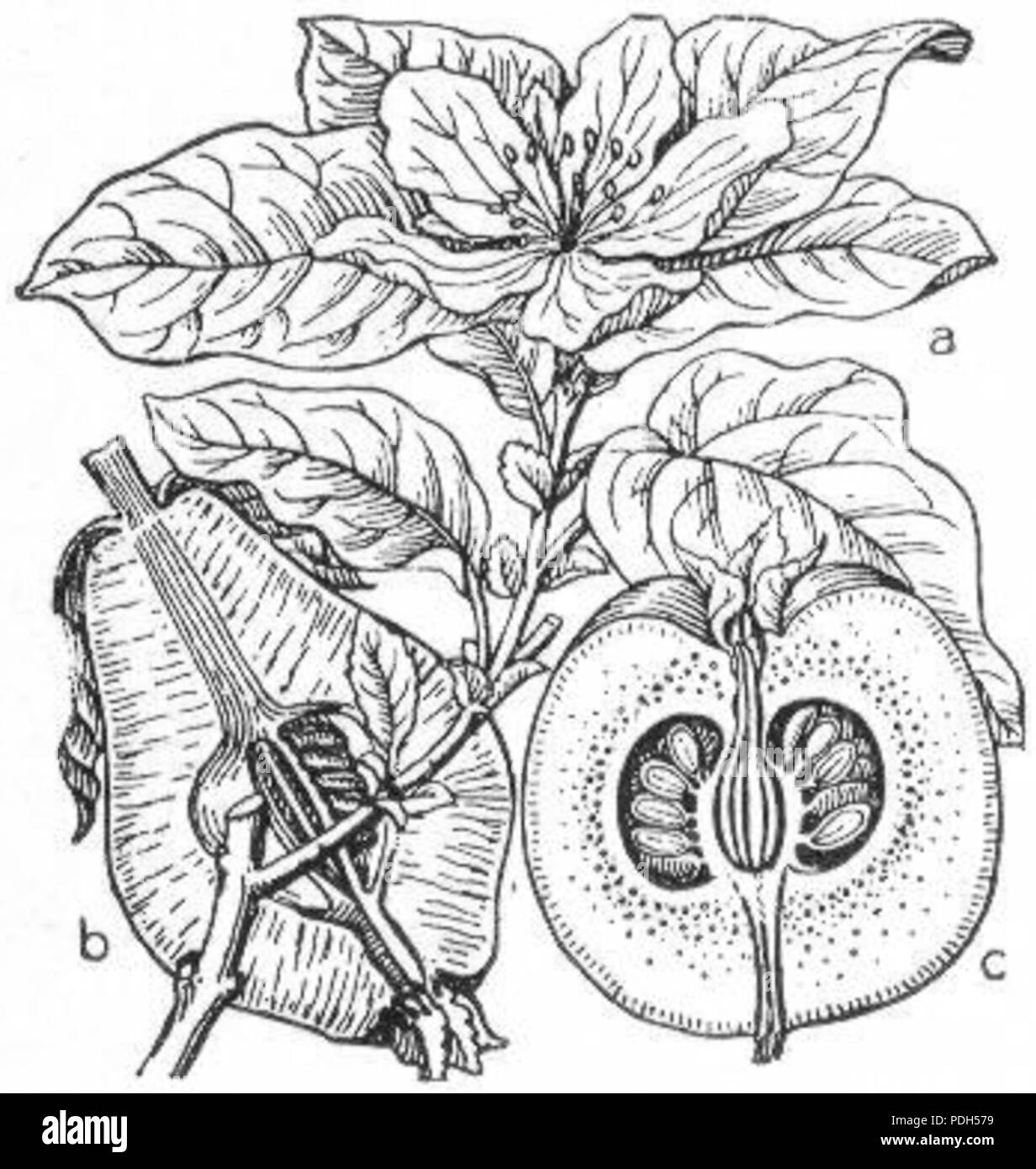 275 Dessin de coing Banque D'Images